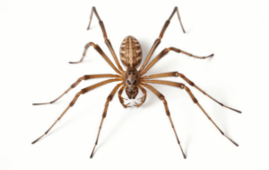 Dangerous Spiders In Utah: Facts And Safety Tips 3 Hobo spider