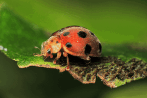 Garden Bugs: Which Are Helpful And Which Are Harmful? 3 Mexican bean beetle
