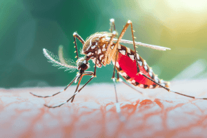 Mosquito feeding on human skin