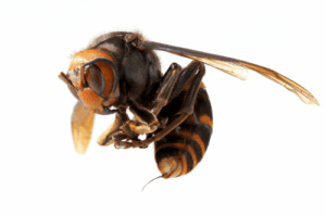 Murder Hornets In Utah 2 A giant murder hornets