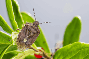 Common Fall Pests 3 Stink bug