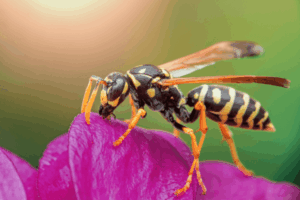 Wasp on flower petal