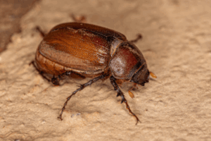 Summer Pests To Look Out For 8 Adult june beetle