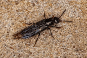 Garden Bugs: Which Are Helpful And Which Are Harmful? 1 Adult rove beetle