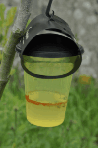 How To Keep Wasps Away From Your Bbq 3 Hornet Trap