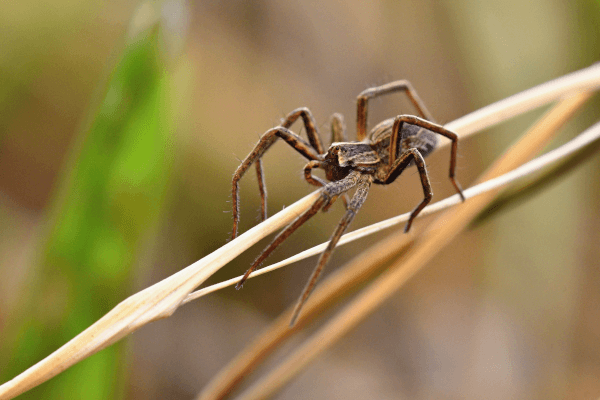 Pest Control Utah: Why Spiders Invade and How to Protect Your Property