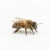 Bees &amp; Wasps Removal in Utah