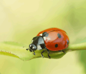 Garden Bugs: Which Are Helpful And Which Are Harmful? 2 Ladybug beetle