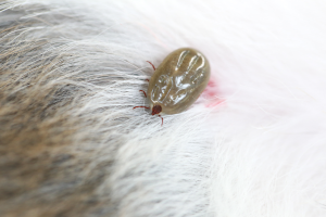Summer Pests To Look Out For 4 Big tick dog