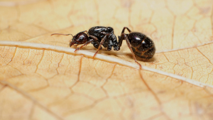 Summer Pests To Look Out For 2 Black ants on a brown leaf