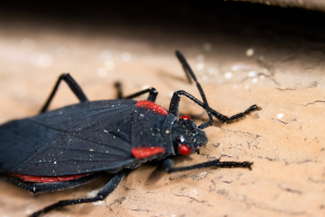 Springtime In Utah Is Pest Control Time 2 Black and red insect