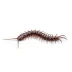 Centipedes Removal in Utah
