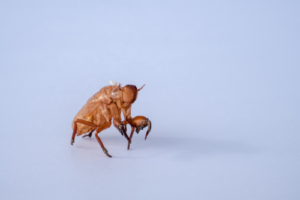 Summer Pests To Look Out For 5 Cicada exoskeleton standing