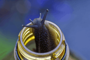 5 Tricks For Snails 4 Snail bottle trap