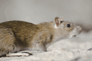 5 Myths About Pests 3 Close up of a rice rat