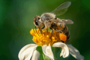 Ouch! 5 Ways To Prevent Bee And Wasp Stings 1 Honeybee perched on a white and yellow flower.