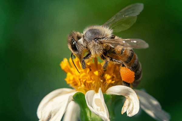 How to Keep Wasps Away from Your BBQ