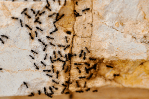 Why Spring Pest Control Is Essential In Utah 1 A colony of black ants