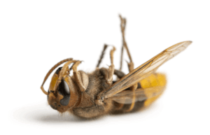Professional Vs. Diy Pest Control 4 Dead hornet