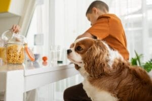 Pantry Pest Control Tips For Utah Homeowners 3 Pet friendly pest control