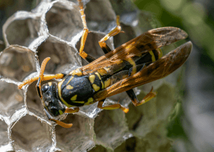 Why Spring Pest Control Is Essential In Utah 3 Paper wasp on its nest