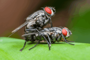 Summer Pests To Look Out For 1 two flies on a vibrant green leaf