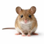 Rodent removal in utah