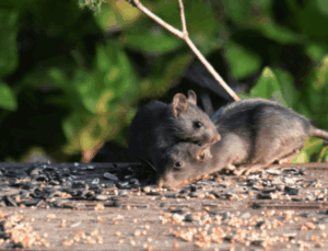 Most Abundant, Resilient Winter Pests In Utah 3 Two mice on the ground