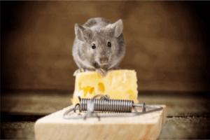 5 Myths About Pests 1 Mouse trap