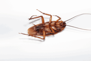 Dead Cockroach