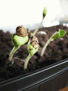5 Tricks For Snails 2 Snail Barrier
