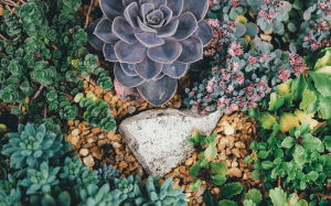 5 Tricks For Snails 3 Beautiful ground cover