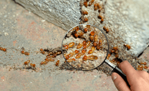 Why Spring Pest Control Is Essential In Utah 2 Worker termites and magnifying glass