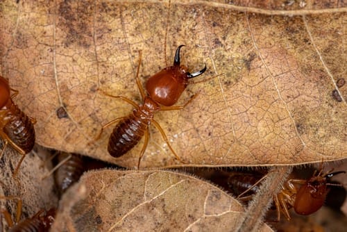 Adult-Jawsnouted-Termite Adult Jawsnouted Termite
