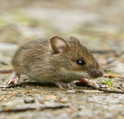 Health and Safety Risks of Mice in Your Home