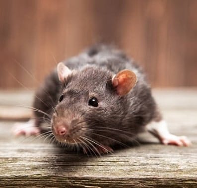 Effective Rodent Control In Utah 2 Close up image of a rat