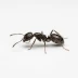 Ant in a white background