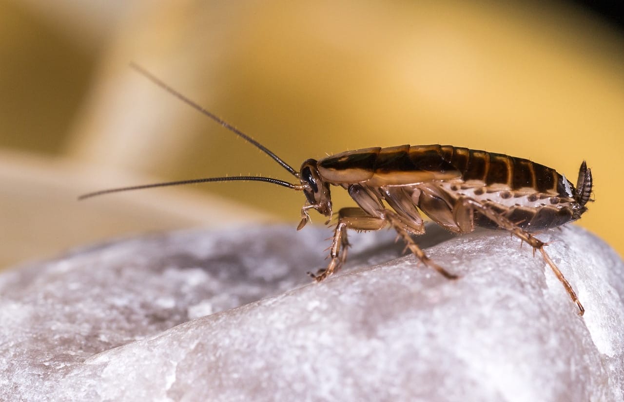 Macro shot of a brown and black striped cockroach with long antennae on grey stone.