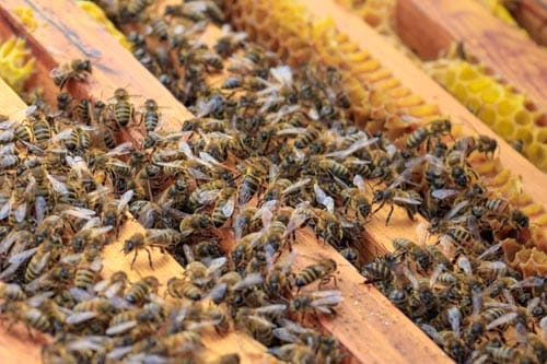 Closeup honeybees beehive