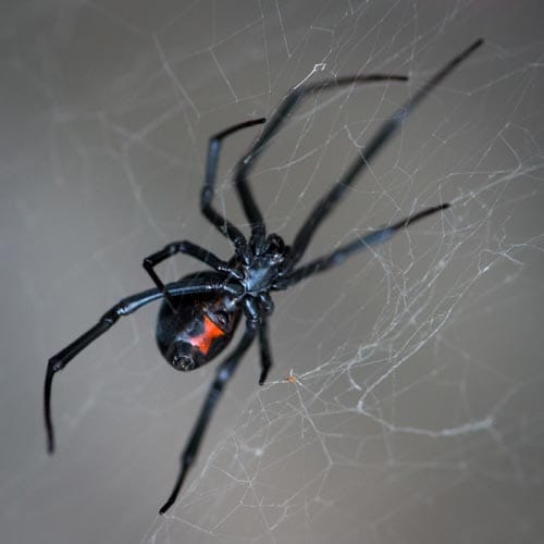 Closeup shot black widow spider web