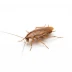 Cockroach control in Utah