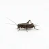 Crickets in a white background