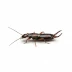 Earwig in a white background