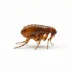 Fleas in a white background