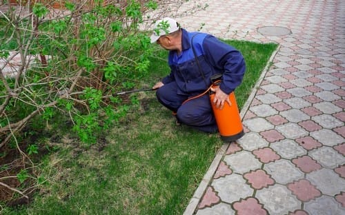 Tips for Utah Homeowners to Keep Your Garden and Lawn Pest-Free