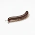 Millipedes in a white background
