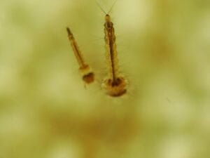 Mosquito Control: Protect Your Home And Yard 1 Mosquito larvae