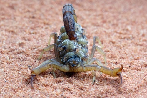 Scorpion with babys