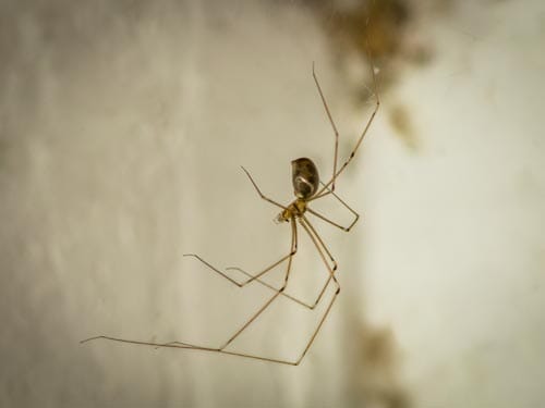 Spider daddy long legs