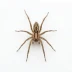 Spider in a white background